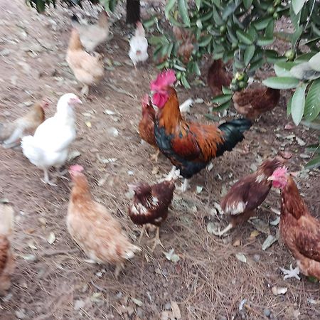 Finca Aramai Costa Adeje  Ngoại thất bức ảnh